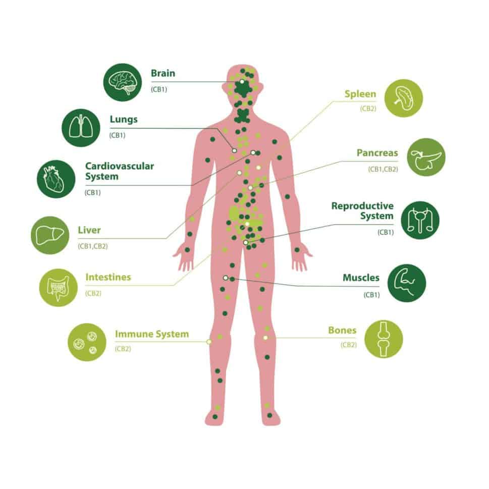 Benefits of CBD Oil Benefits of CBD Oil